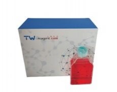 其他細胞系