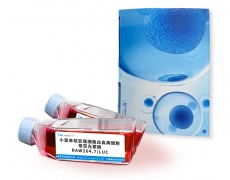 小鼠細(xì)胞系