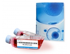 小鼠細胞系